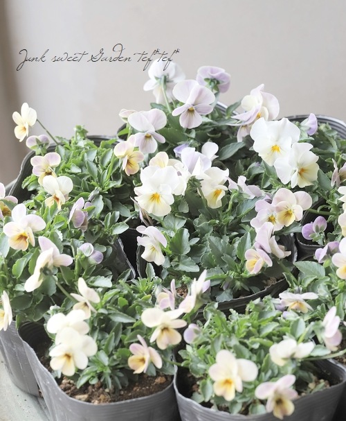 �������व��Υӥ��顦������  ��MIX��