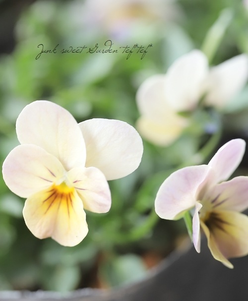 �������व��Υӥ��顦������  ��MIX��