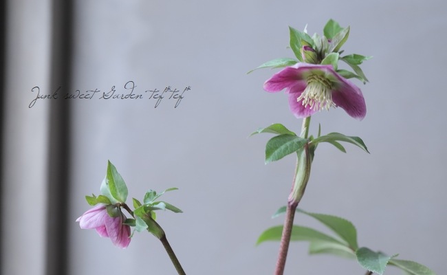 クリスマスローズ 富山県・松浦園芸 『いちごみるく』 No.65 | すべて