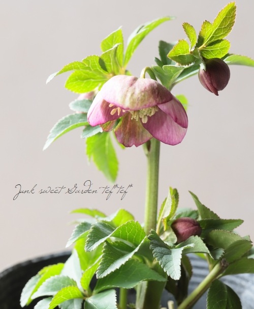 大和園】 クリスマスローズ 『アンティークピンクセミダブル』 2026【P