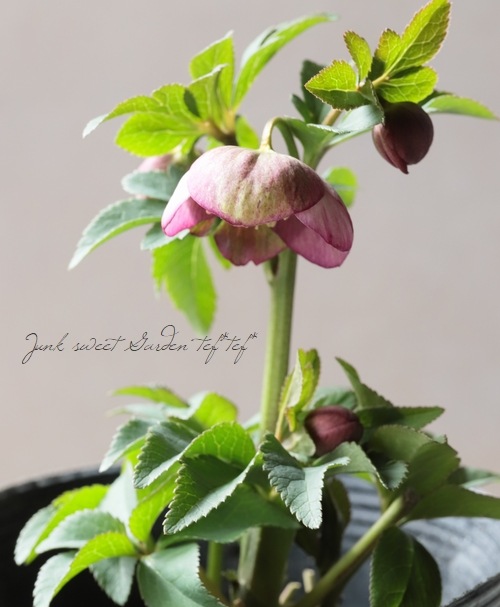 大和園】 クリスマスローズ 『アンティークピンクセミダブル』 2026【P