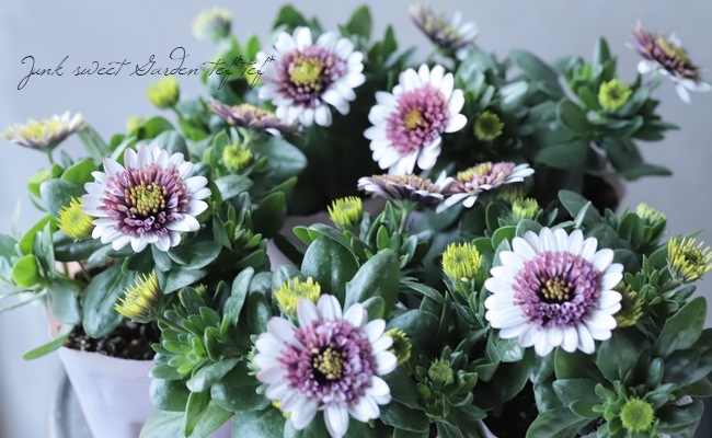 ゲブラさんの八重咲きダブル・オステオスペルマム