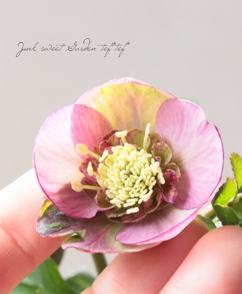 大和園】 クリスマスローズ 『アンティークピンクセミダブル』 2026【P