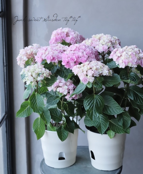 秋色紫陽花とルナリアのフライングボール☆フラワーボール☆紫陽花アレンジ 秋色紫陽花とルナリアのフライングボール☆フラワーボール