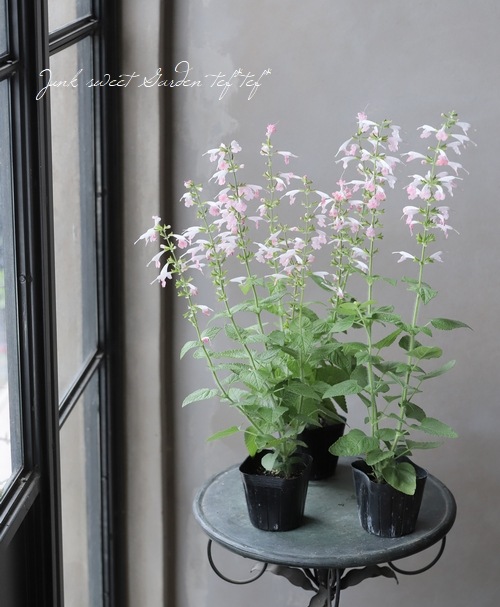 サルビア・コクネシア 『コーラルニンフ』 | すべての商品 | | Junk