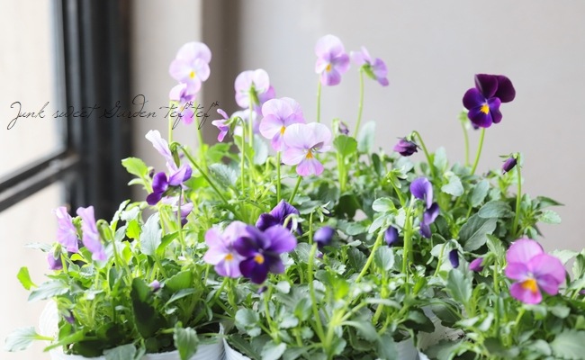 ビオラ・ROKA'S selection 『ピンク＆パープル』 原種交配 | Flower