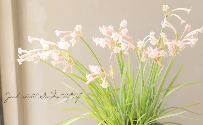 キルタンサス　オブリクス　巻きの強いクローン　球根一つ キルタンサス オブリクス 巻きの強いクローン 球根一つ 現品限り