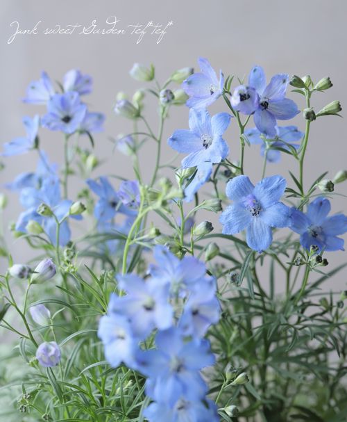 �ǥ�ե��˥��ࡡ�إ����֥롼��