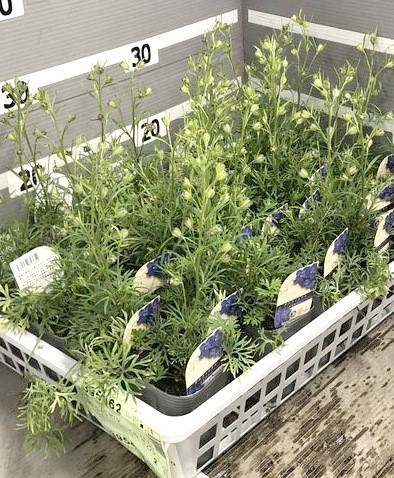 �ǥ�ե��˥��ࡡ�إ����֥롼��