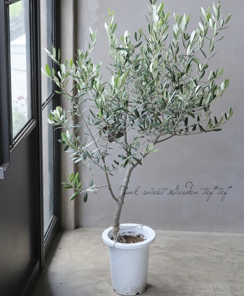 ���꡼�֤Υ�å�