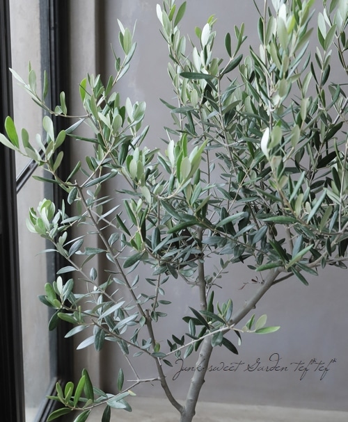 オリーブ 『ルッカ』 樹形良し！良株！ 盆栽屋soujuさん仕立て！【No.1