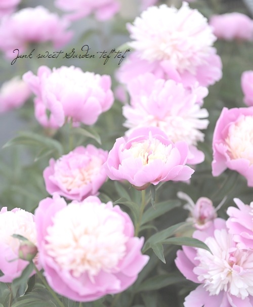 かんむり咲きピオニー・洋種芍薬 『ソルベット』 | すべての商品