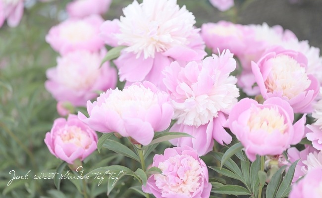 かんむり咲きピオニー・洋種芍薬 『ソルベット』 | すべての商品