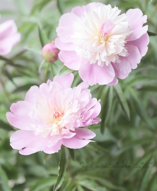 かんむり咲きピオニー・洋種芍薬 『ソルベット』 | すべての商品