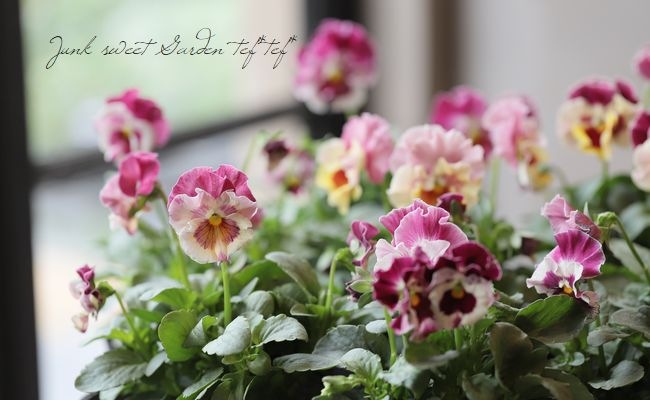 ◇フリルパンジー 花ろまん 『恋もも』 変わり咲き【ピンク】 | すべて