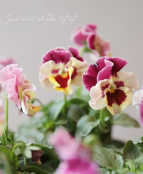 ◇フリルパンジー 花ろまん 『恋もも』 変わり咲き【ピンク】 | すべて