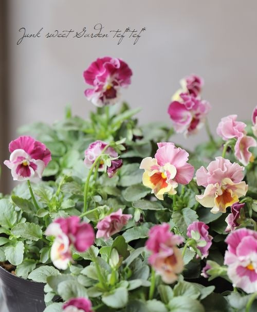 4_000000016613.jpg?1678209903