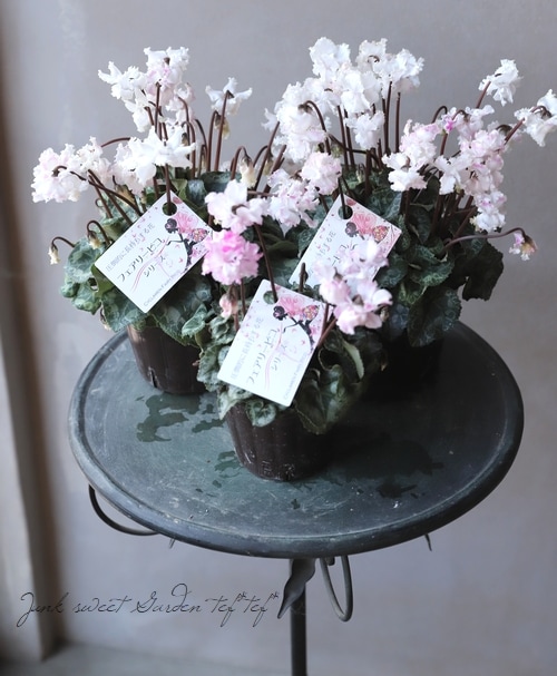 シクラメン・フェアリーピコ 『フリンジ咲き』 【A・3寸】 | すべての