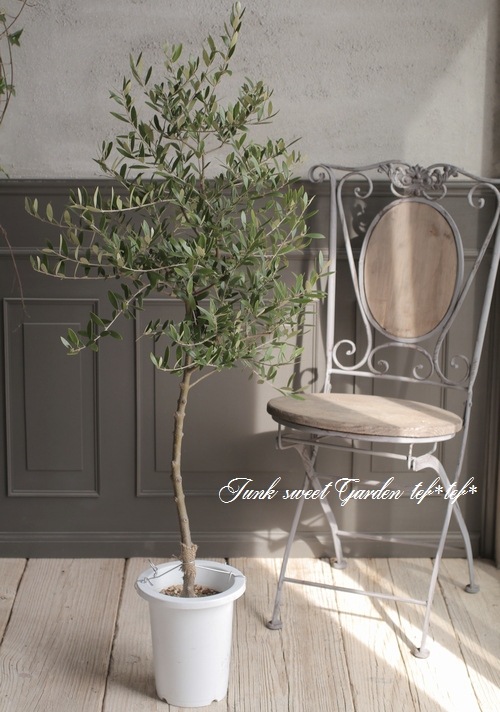 オリーブ 『ネバディロブランコ』 樹形良し！良株！ 盆栽屋soujuさん