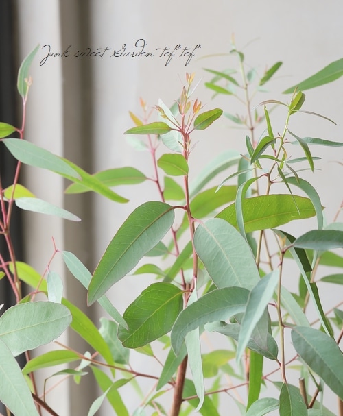 ユーカリ様※専用 現品】ユーカリ・カマルドレンシス/リバーレッドガム 8号（1）