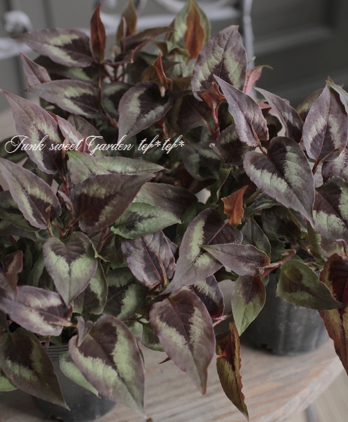 受付用　ペルシカリアレッドドラゴン苗 楽天市場】ペルシカリア 'レッド ドラゴン' : おぎはら植物園