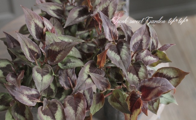 ペルシカリア 『レッドドラゴン』 | すべての商品 | | Junk sweet