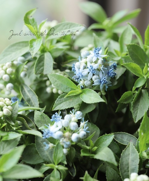 常緑紫陽花 ディクロア プレミアムサファイア 原種系 常山紫陽花 すべての商品 Junk Sweet Garden Tef Tef