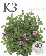 ںǶɥСۥ쥽 إԥ K3 40ġ10Ŭ̡ˡͭȯ800g1
