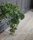�ڴ��տ�ʪ�ۡ��ե����ǥ�ɥ��󡡡إ֥饸���