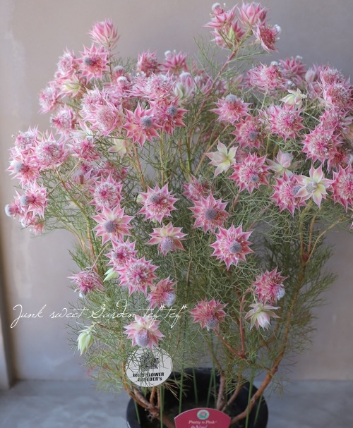 超一級品！最優株！ジョーイセルリア 『プリティピンク』 | すべての