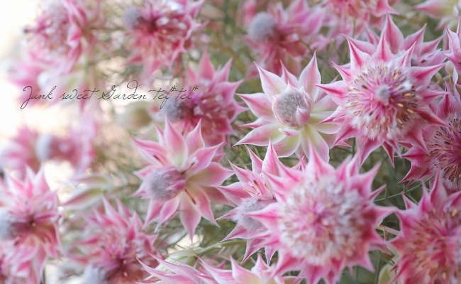 超一級品！最優株！ジョーイセルリア 『プリティピンク』 | すべての