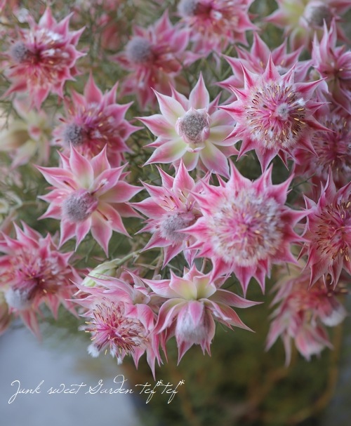 超一級品！最優株！ジョーイセルリア 『プリティピンク』 | すべての