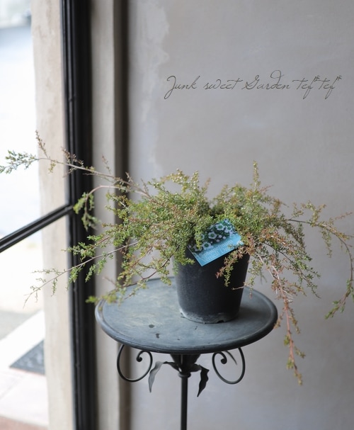 レプトスペルマム 『バーチャルドロップ』 | すべての商品 | | Junk