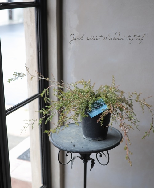 レプトスペルマム 『バーチャルドロップ』 | すべての商品 | | Junk