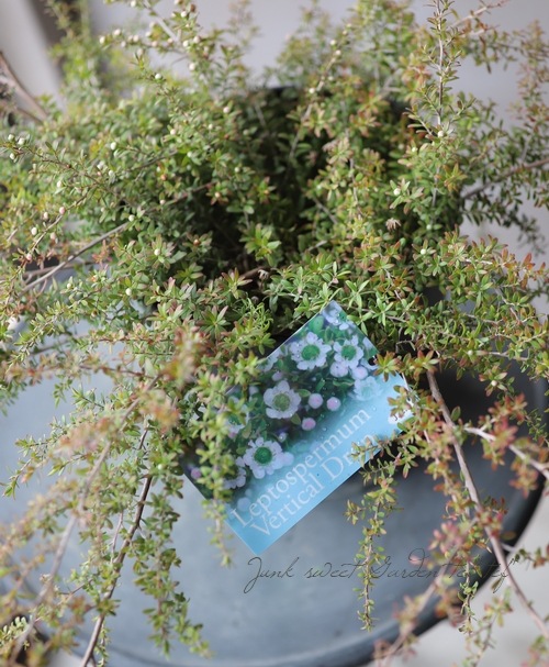 レプトスペルマム 『バーチャルドロップ』 | すべての商品 | | Junk