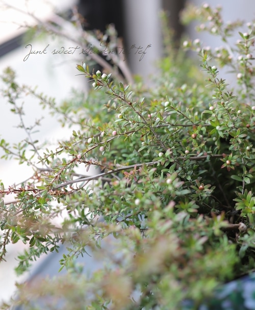 レプトスペルマム 『バーチャルドロップ』 | すべての商品 | | Junk