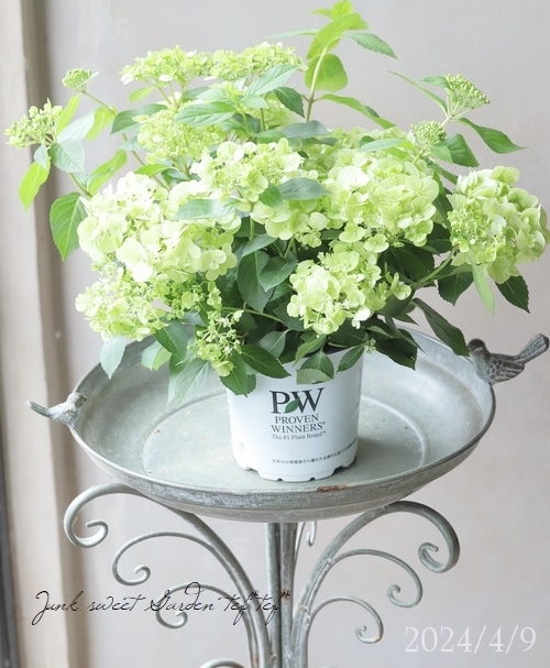 花苗】ラグランジア シャンデリーニ タグ付き 正規品 お花開花中