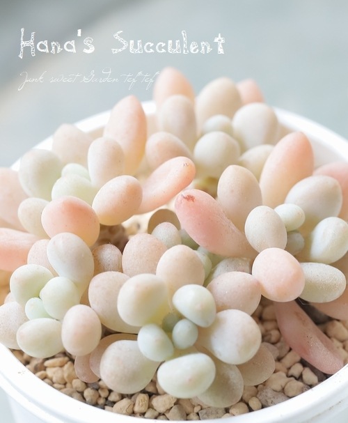 ��¿����ʪ�� ����ץȥ٥ꥢ�� ����¿Ƭ���إ���ӥ��� �ڤϤʤ�����¿���ۡ�