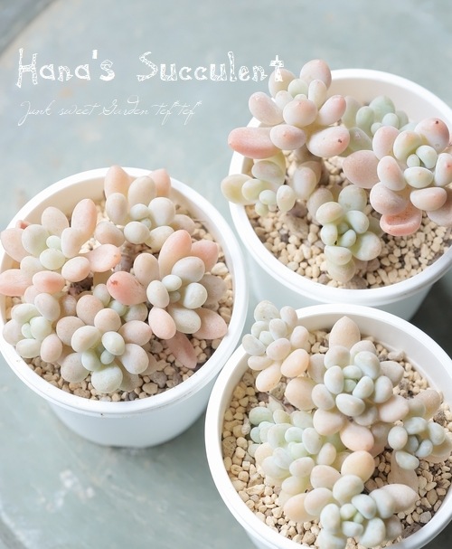 ��¿����ʪ�� ����ץȥ٥ꥢ�� ����¿Ƭ���إ���ӥ��� �ڤϤʤ�����¿���ۡ�