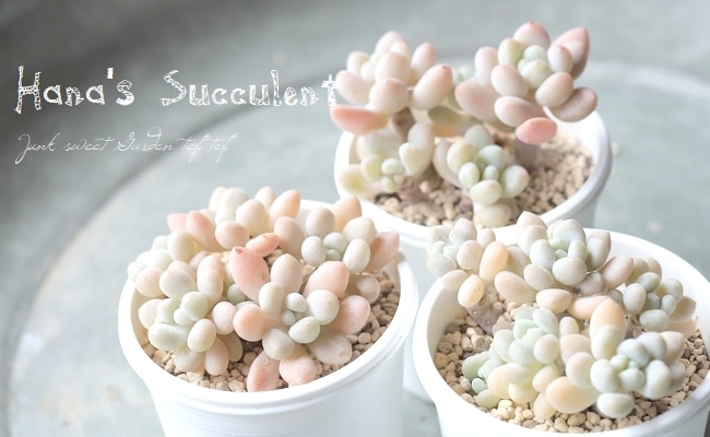 ��¿����ʪ�� ����ץȥ٥ꥢ�� ����¿Ƭ���إ���ӥ��� �ڤϤʤ�����¿���ۡ�