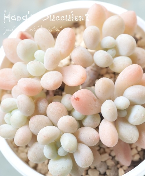 ��¿����ʪ�� ����ץȥ٥ꥢ�� ����¿Ƭ���إ���ӥ��� �ڤϤʤ�����¿���ۡ�