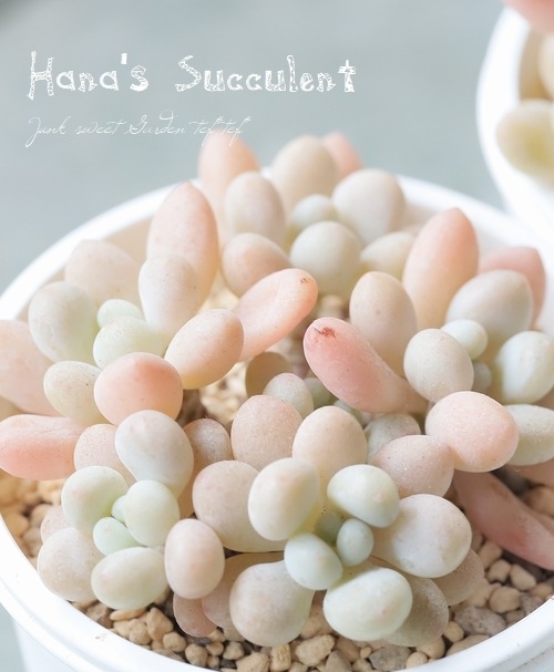 ��¿����ʪ�� ����ץȥ٥ꥢ�� ����¿Ƭ���إ���ӥ��� �ڤϤʤ�����¿���ۡ�