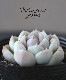 ¿ʪ إΡХˡ١٥ꥢ°Ȥ꡼