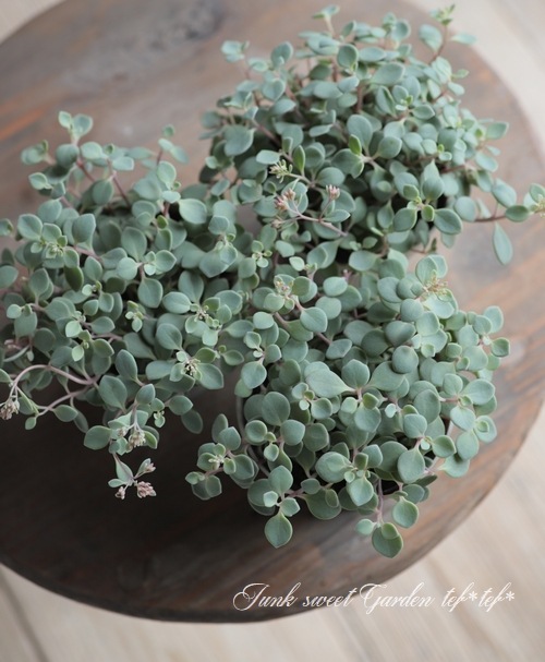 ¿ʪ ⤳⤳İإҥߥХ