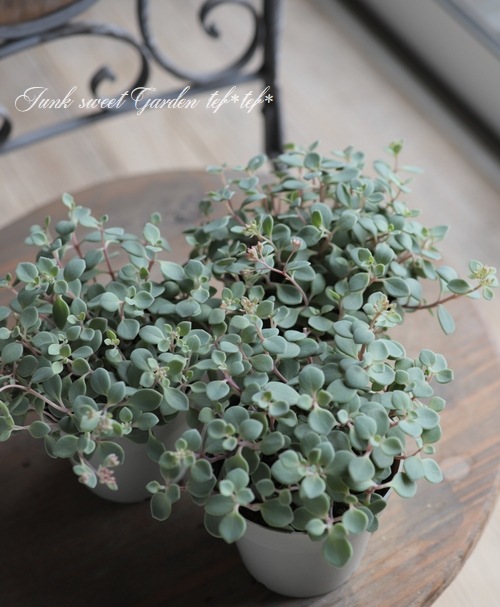 ¿ʪ ⤳⤳İإҥߥХ