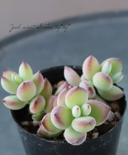 多肉植物】 『ペンデンス』 コチレドン属 ☆ | すべての商品 | | Junk