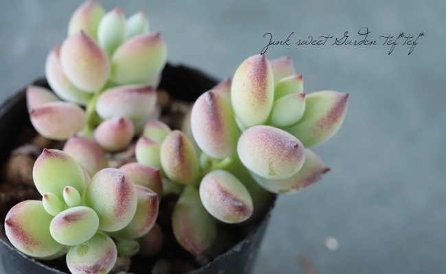 ペンデンス　抜き苗① 数量限定の新商品（抜き苗）普通苗20251030 – Top Succulent®