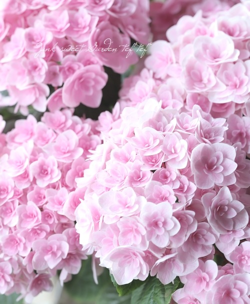 紫陽花 『月影-ゲツエイ-』 ピンク | すべての商品 | | Junk sweet