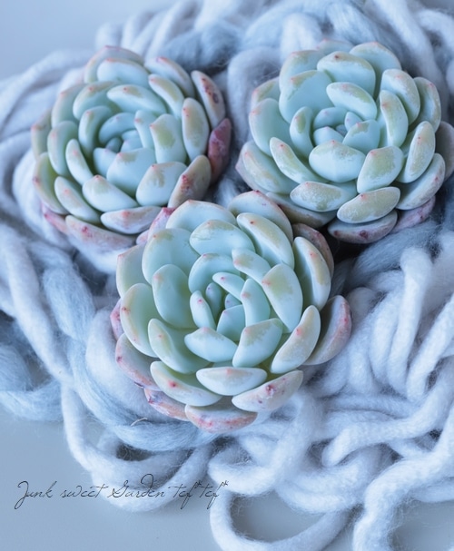 多肉植物】 『モンロー』 エケベリア属 | すべての商品 | | Junk sweet