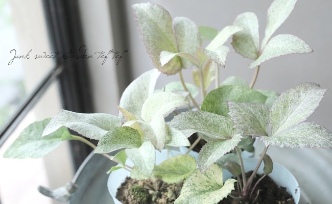 ��¼��ݡ����顼�꡼�դΥ��ꥹ�ޥ����������إ��ƥ�ˡ������������